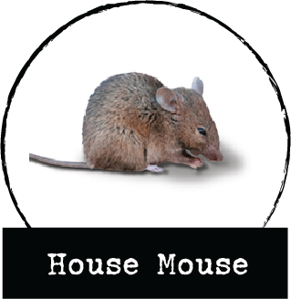 House Mouse