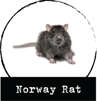 norway rat