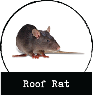 roof rat